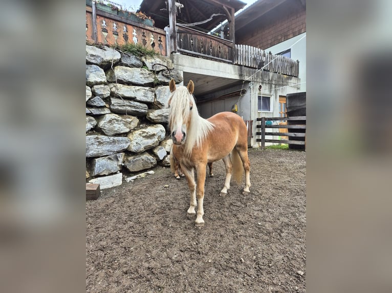 Haflinger / Avelignese Stallone 3 Anni Sauro in H&#xFC;ttau