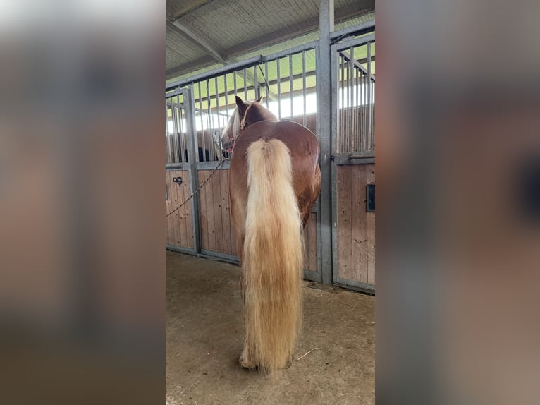 Haflinger / Avelignese Stallone 4 Anni 145 cm Sauro in Marina Di Castellaneta