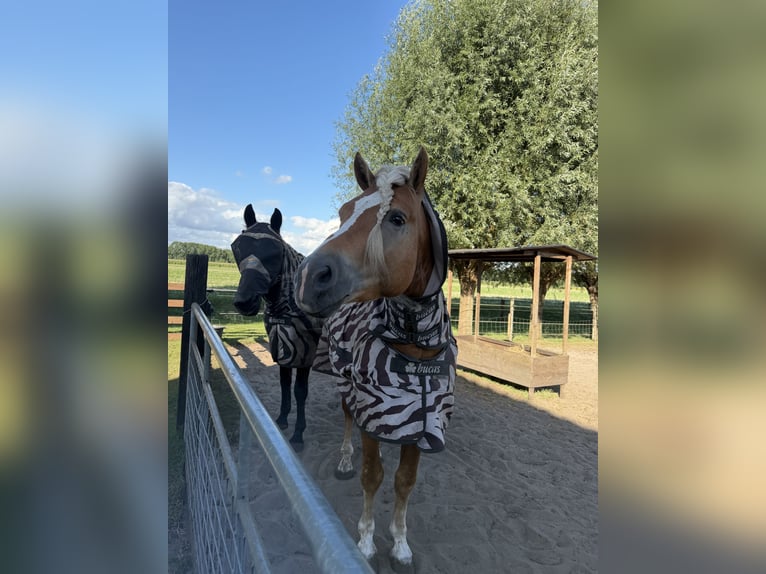 Haflinger / Avelignese Stallone 4 Anni 153 cm  in Bellingwolde