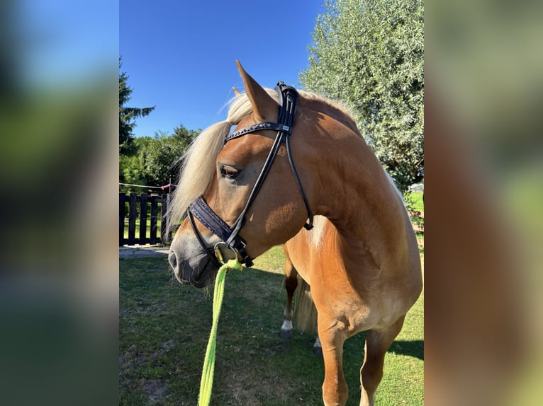Haflinger / Avelignese Stallone 4 Anni 153 cm  in Bellingwolde