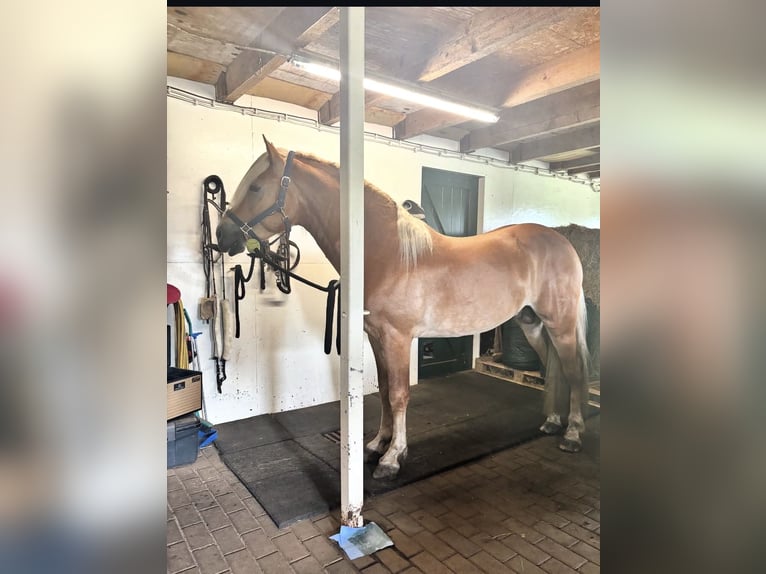 Haflinger / Avelignese Stallone 4 Anni 153 cm  in Bellingwolde
