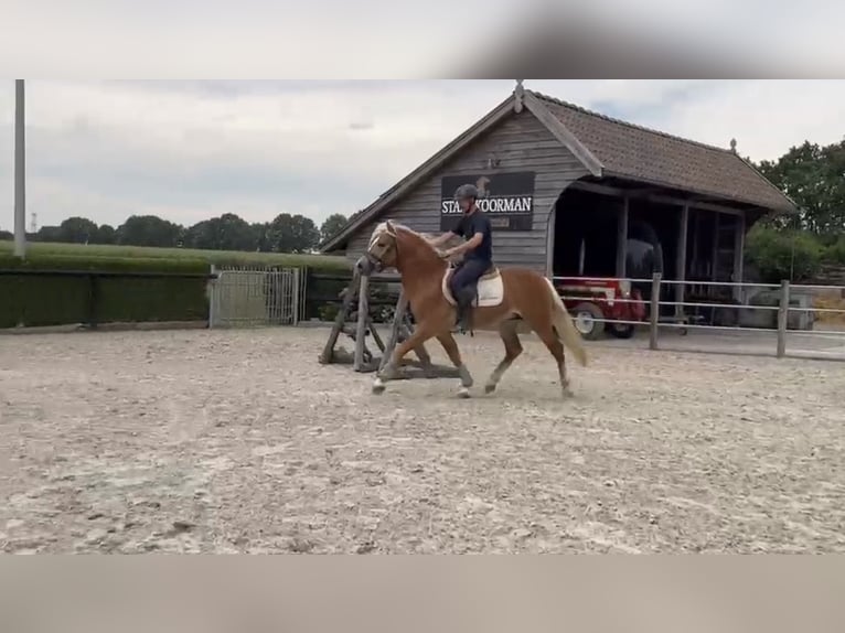 Haflinger / Avelignese Stallone 4 Anni 153 cm  in Bellingwolde