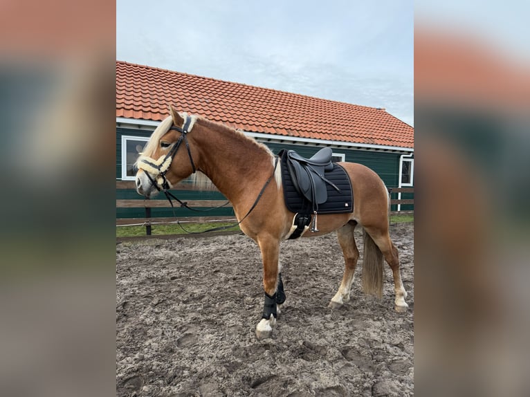 Haflinger / Avelignese Stallone 4 Anni 153 cm  in Bellingwolde