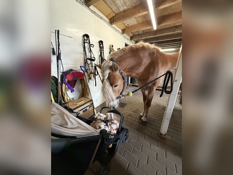 Haflinger / Avelignese Stallone 4 Anni 153 cm  in Bellingwolde