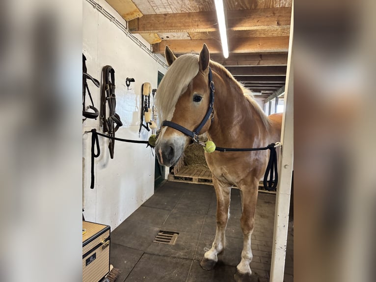 Haflinger / Avelignese Stallone 4 Anni 153 cm  in Bellingwolde