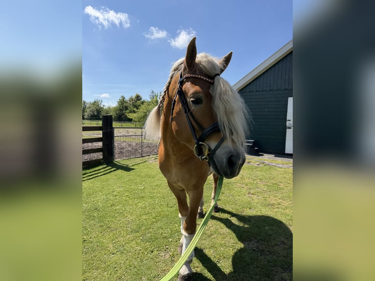 Haflinger / Avelignese Stallone 4 Anni 153 cm  in Bellingwolde