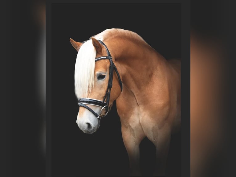 Haflinger / Avelignese Stallone 4 Anni 153 cm Sauro in Alzingen