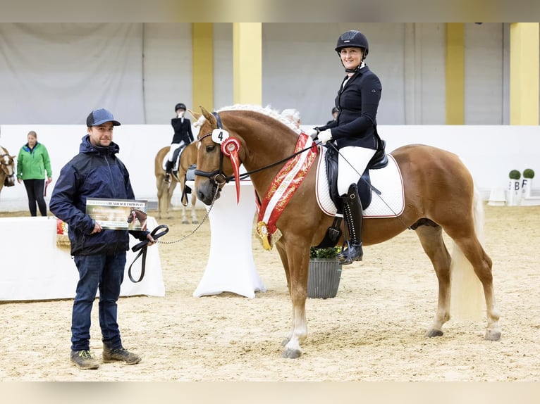Haflinger / Avelignese Stallone 5 Anni 149 cm Sauro in Hallein