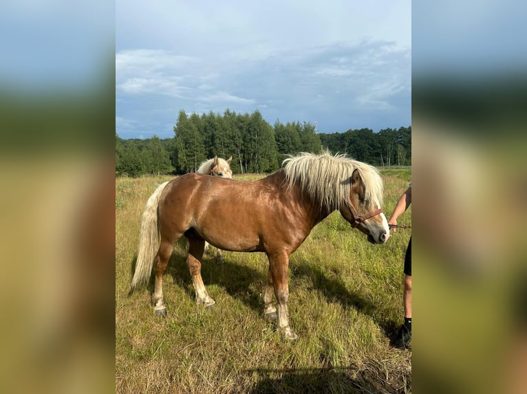 Haflinger / Avelignese Stallone 6 Anni 149 cm Baio chiaro in Żarki Wielkie