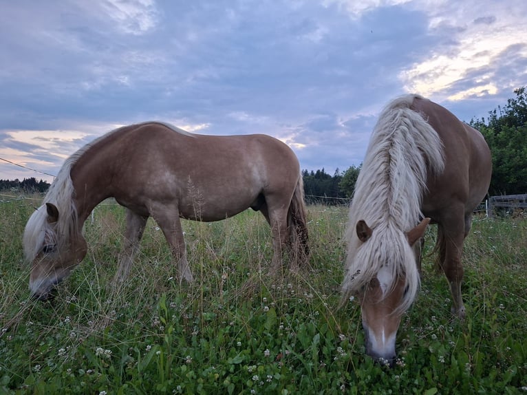 Haflinger / Avelignese Stallone 6 Anni Sauro in Bleiburg