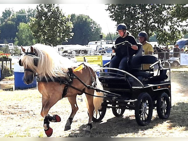 Haflinger / Avelignese Stallone 7 Anni 148 cm Sauro in Telgte