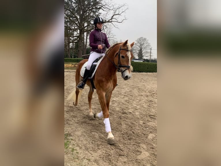 Haflinger / Avelignese Stallone 7 Anni 156 cm Sauro ciliegia in veurne
