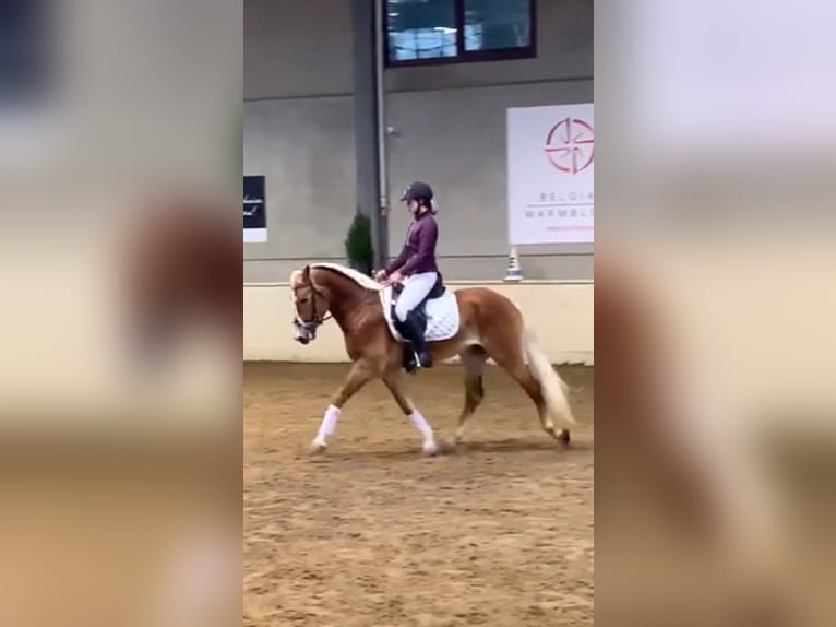 Haflinger / Avelignese Stallone 7 Anni 156 cm Sauro ciliegia in veurne