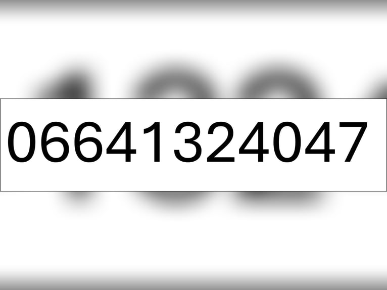 Haflinger / Avelignese Stallone 7 Anni in Obertilliach