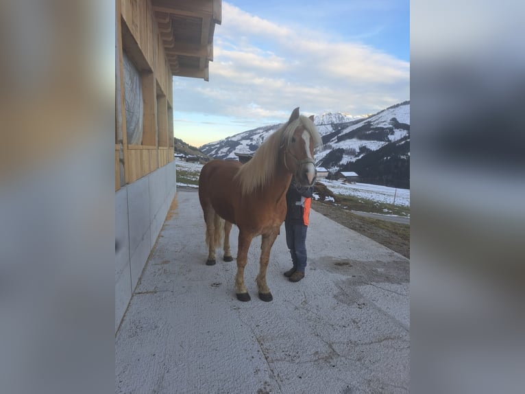 Haflinger / Avelignese Stallone 8 Anni in Obertilliach