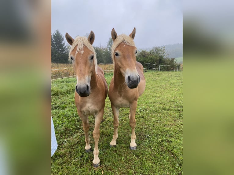 Haflinger / Avelignese Stallone Baio chiaro in Novo mesto
