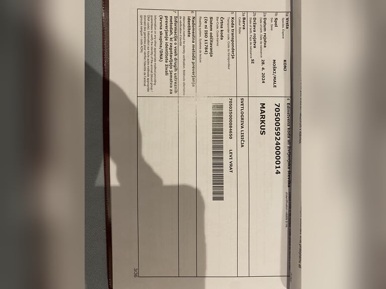 Haflinger / Avelignese Stallone Baio chiaro in Novo mesto