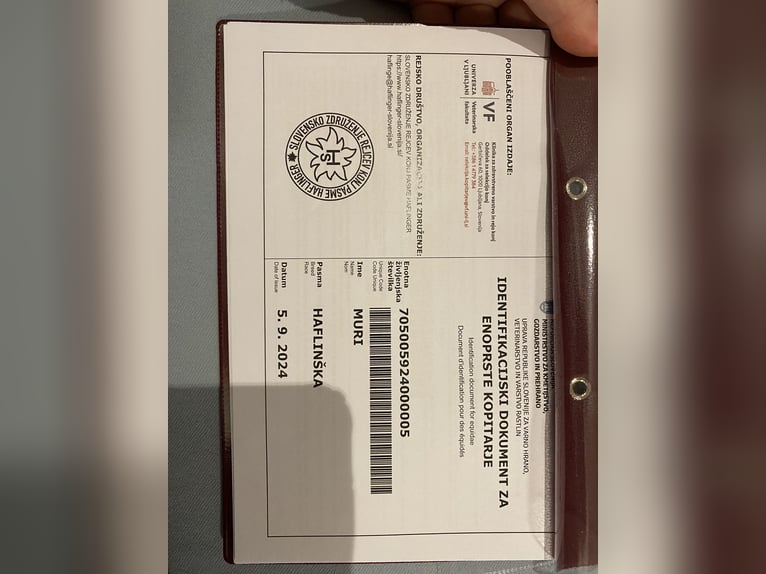 Haflinger / Avelignese Stallone Baio chiaro in Novo mesto