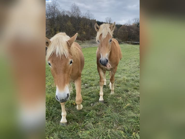 Haflinger / Avelignese Stallone Baio chiaro in Novo mesto