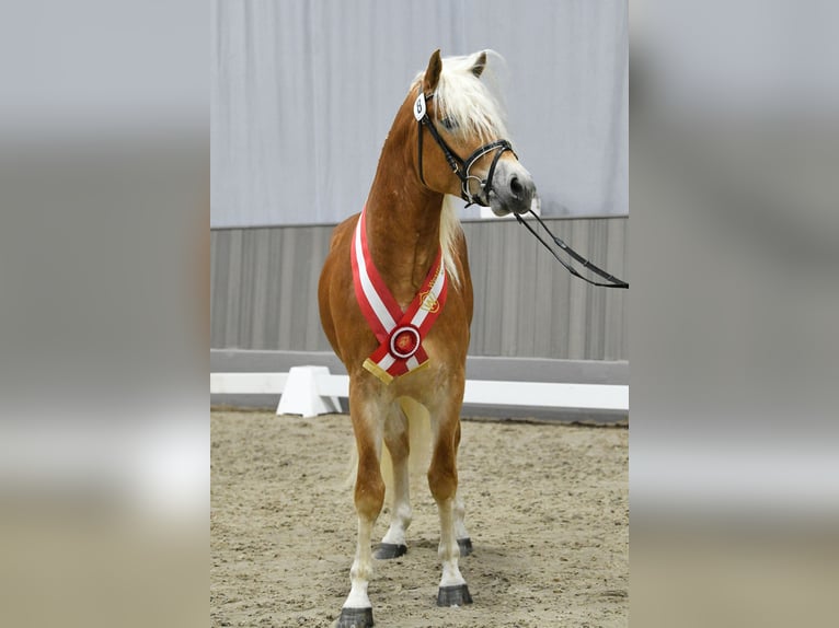 Haflinger / Avelignese Stallone in CursdorfMeura