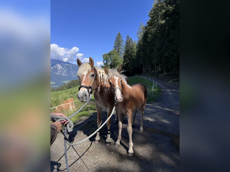 Haflinger / Avelignese Stallone Puledri (03/2026) 125 cm Sauro in Wattenberg