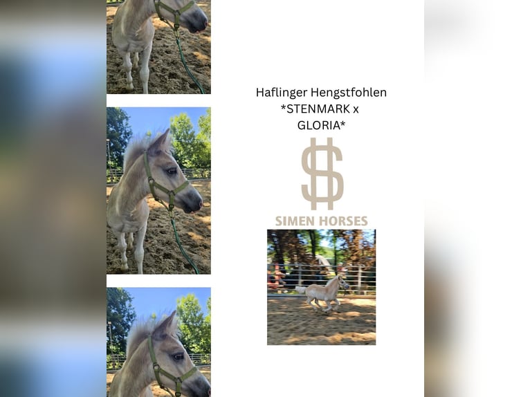 Haflinger / Avelignese Stallone Puledri (03/2025) 147 cm Sauro in Steinen