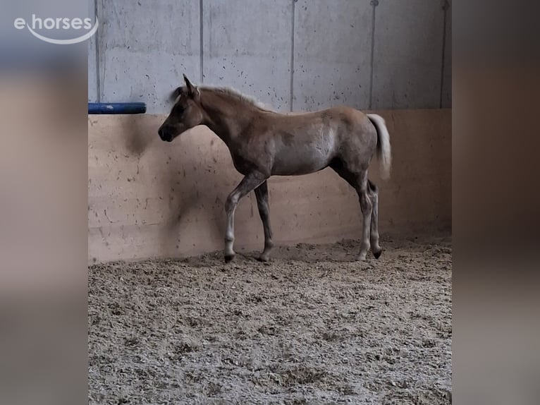 Haflinger / Avelignese Stallone Puledri (04/2026) 149 cm  in Aigen im Mühlkreis