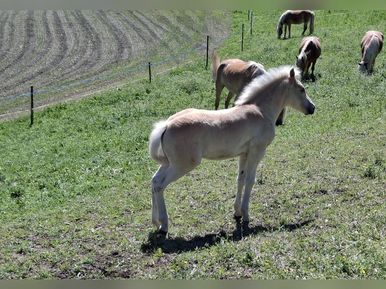 Haflinger / Avelignese Stallone Puledri (02/2026) 150 cm  in Landeck