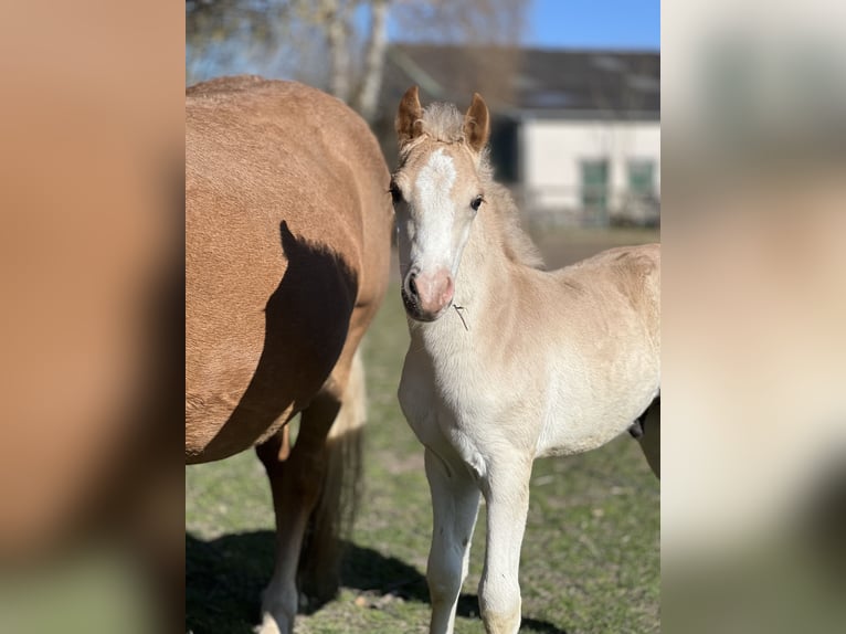 Haflinger / Avelignese Stallone Puledri (03/2026) 150 cm  in Seedorf