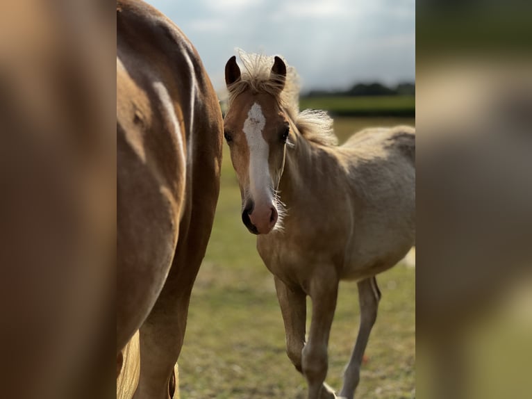 Haflinger / Avelignese Stallone Puledri (03/2026) 150 cm  in Seedorf