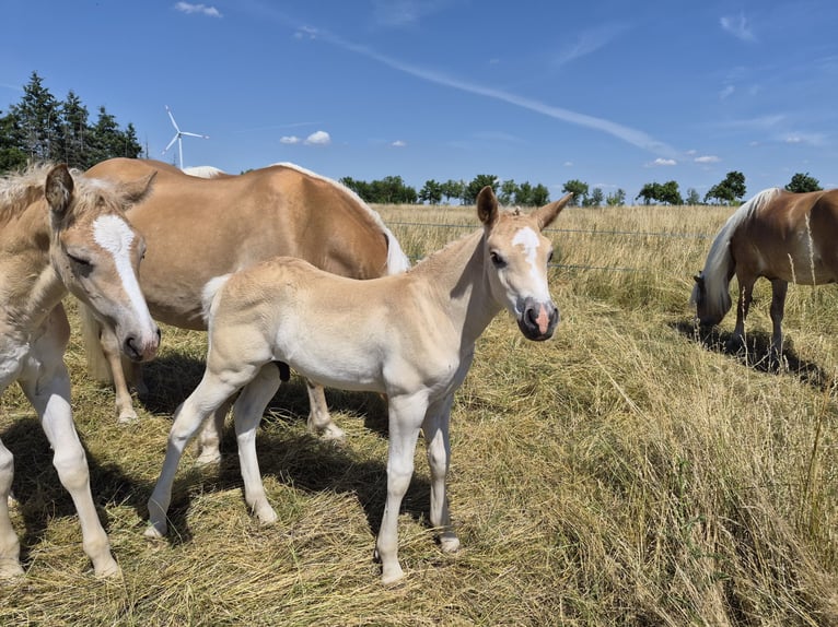 Haflinger / Avelignese Stallone Puledri (05/2026) 150 cm Sauro in Falkenberg/Elster