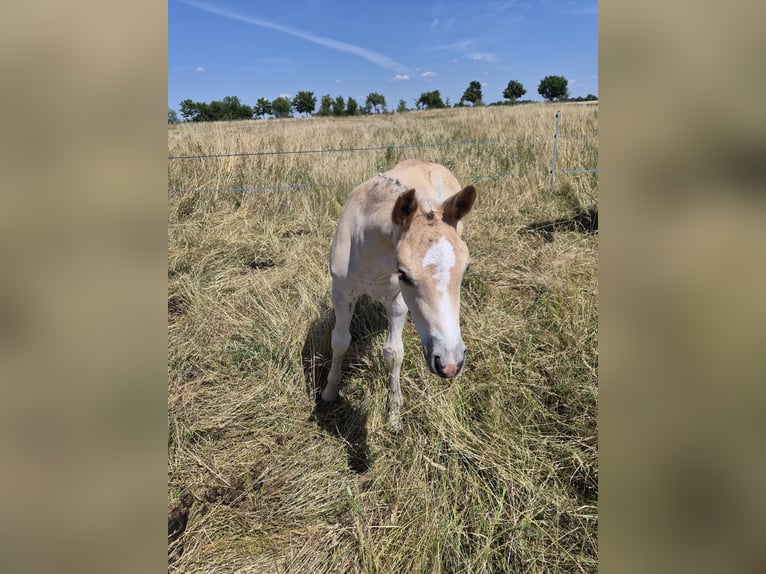 Haflinger / Avelignese Stallone Puledri (05/2026) 150 cm Sauro in Falkenberg/Elster