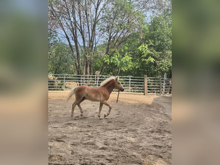 Haflinger / Avelignese Stallone Puledri (03/2026) 150 cm Sauro in Steinen