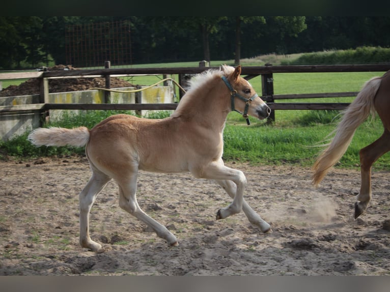 Haflinger / Avelignese Stallone  150 cm Sauro in Winterswijk Woold