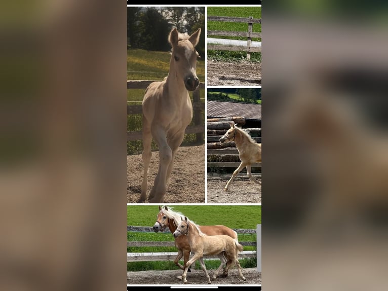 Haflinger / Avelignese Stallone Puledri (04/2025) 151 cm Sauro in Schwoich