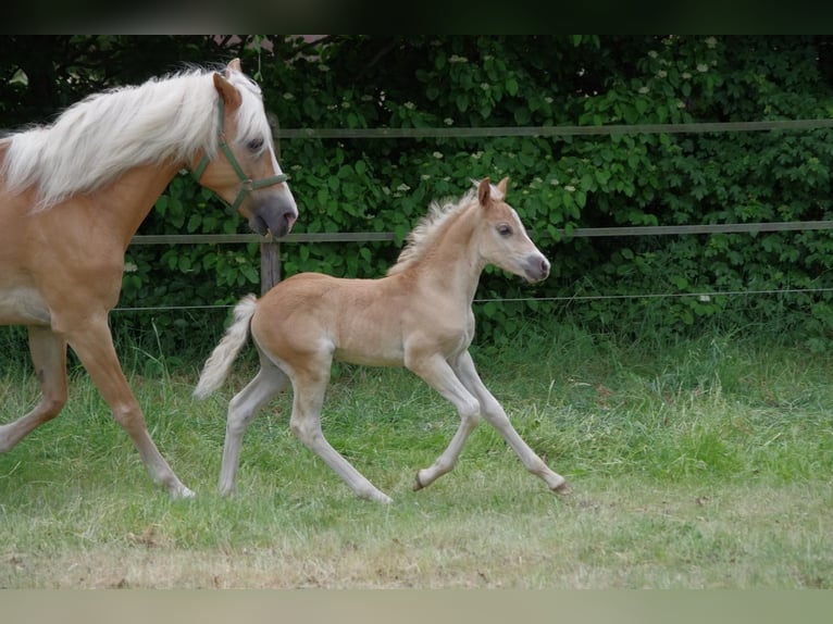 Haflinger / Avelignese Stallone  152 cm in Wellerlooi