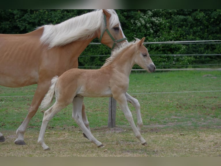 Haflinger / Avelignese Stallone  152 cm in Wellerlooi