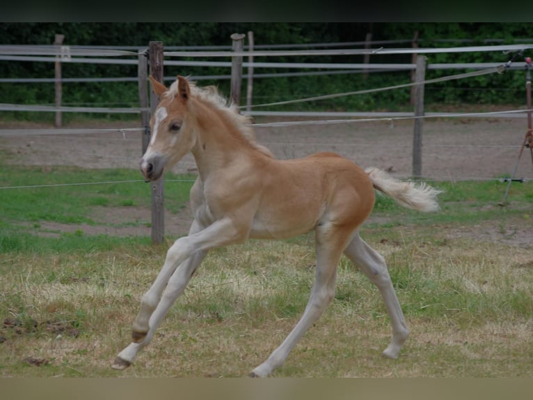 Haflinger / Avelignese Stallone  152 cm in Wellerlooi