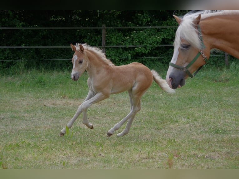 Haflinger / Avelignese Stallone  152 cm in Wellerlooi