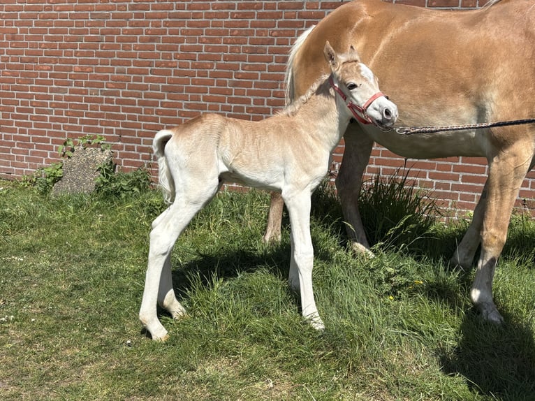 Haflinger / Avelignese Stallone  152 cm Sauro in Schijndel