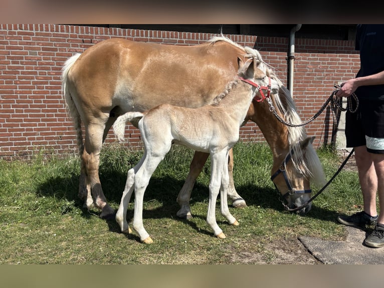 Haflinger / Avelignese Stallone  152 cm Sauro in Schijndel
