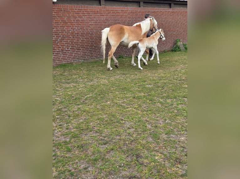 Haflinger / Avelignese Stallone  152 cm Sauro in Schijndel
