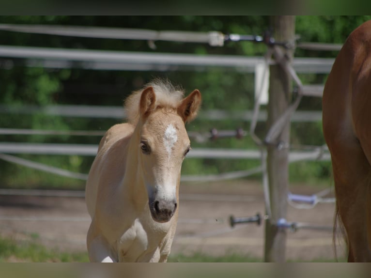 Haflinger / Avelignese Stallone Puledri (03/2025) 152 cm Sauro in Wellerlooi