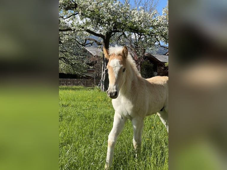 Haflinger / Avelignese Stallone Puledri (03/2026) 152 cm Sauro in Weer