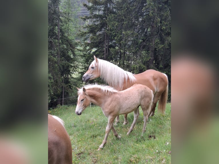 Haflinger / Avelignese Stallone Puledri (03/2026) 153 cm Sauro in Nauders