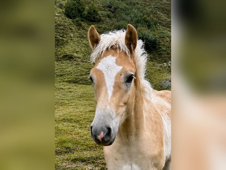 Haflinger / Avelignese Stallone Puledri (03/2026) 153 cm Sauro in Weer