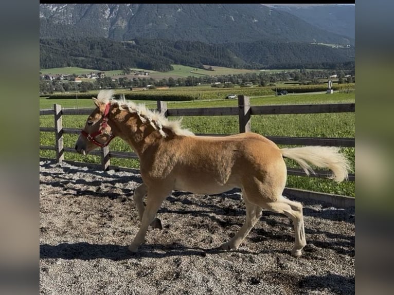 Haflinger / Avelignese Stallone Puledri (03/2026) 153 cm Sauro in Weer