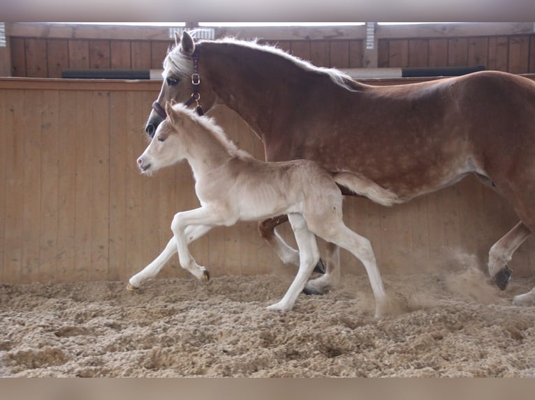 Haflinger / Avelignese Stallone Puledri (03/2026) 155 cm  in Münster