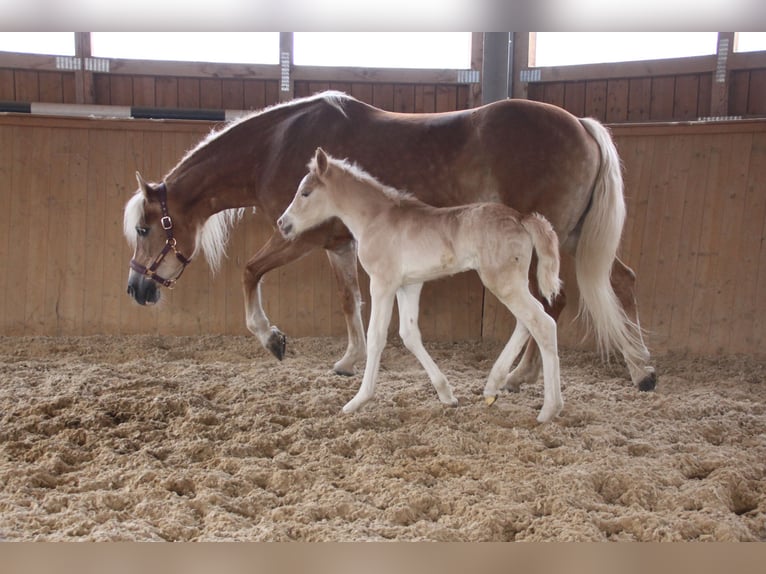 Haflinger / Avelignese Stallone Puledri (03/2026) 155 cm  in Münster