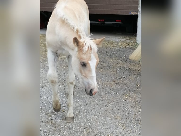 Haflinger / Avelignese Stallone  155 cm in F&#xFC;gen